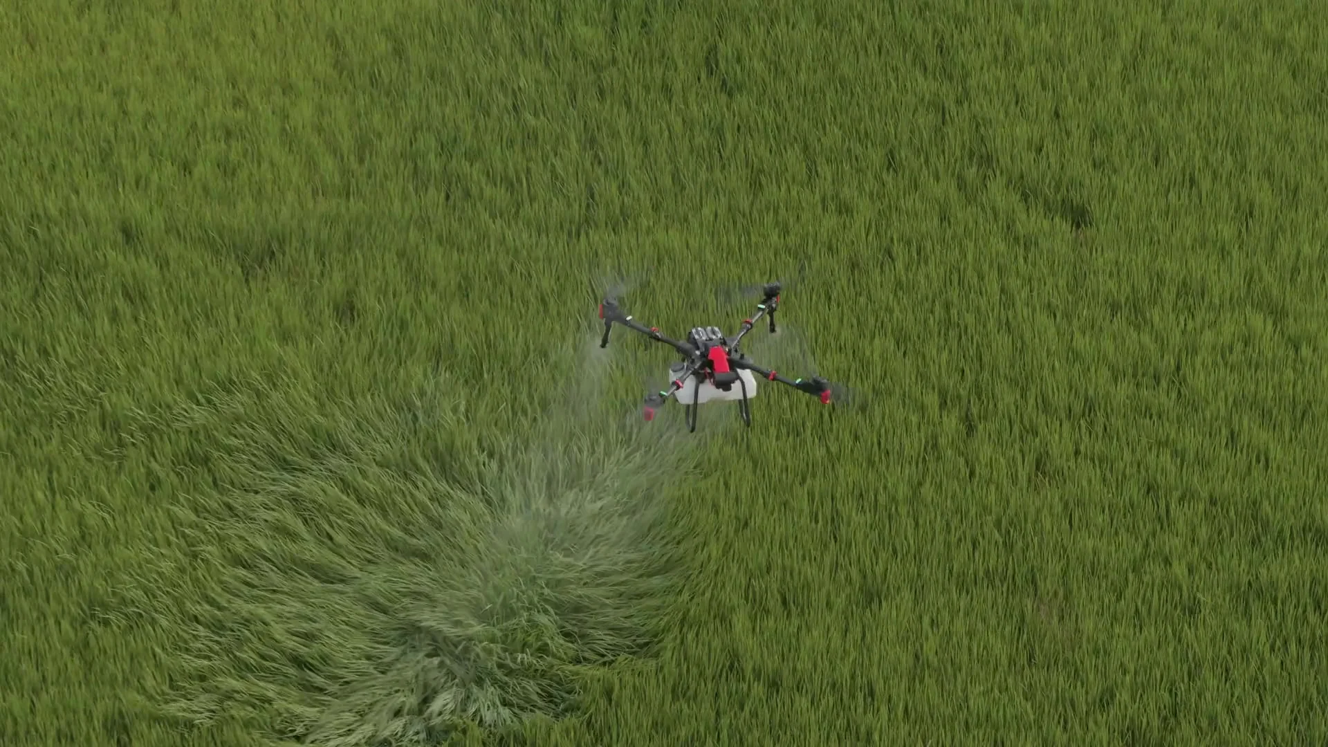 Dron agrícola XAG P100 Pro fumigando un campo verde